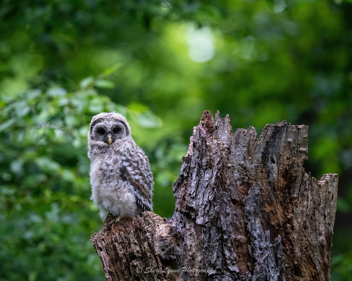Barred Owl - Sheri Thompson
