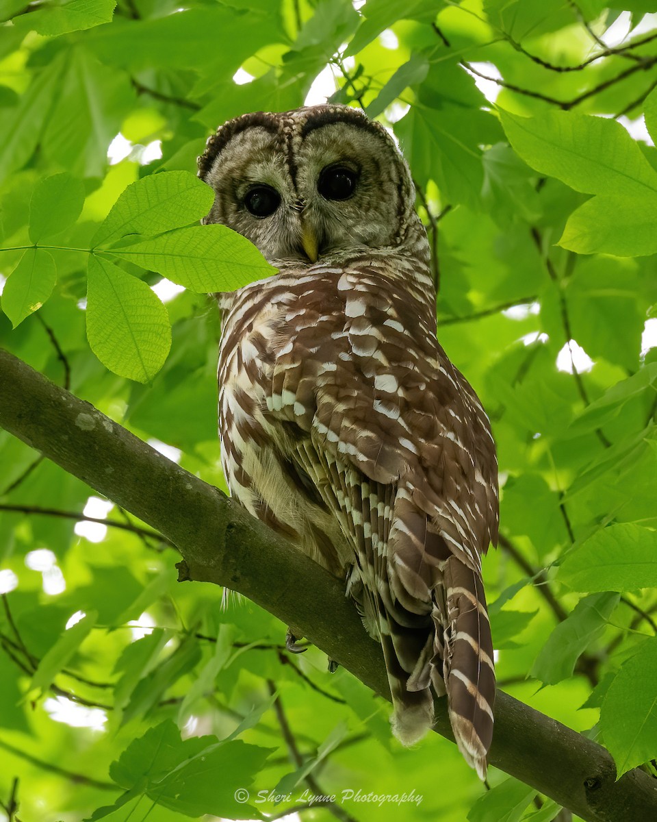 Barred Owl - Sheri Thompson