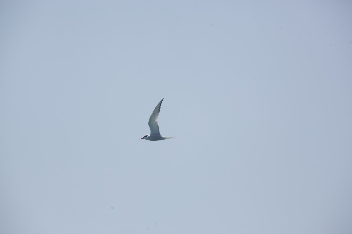 Common Tern - Paul Miller