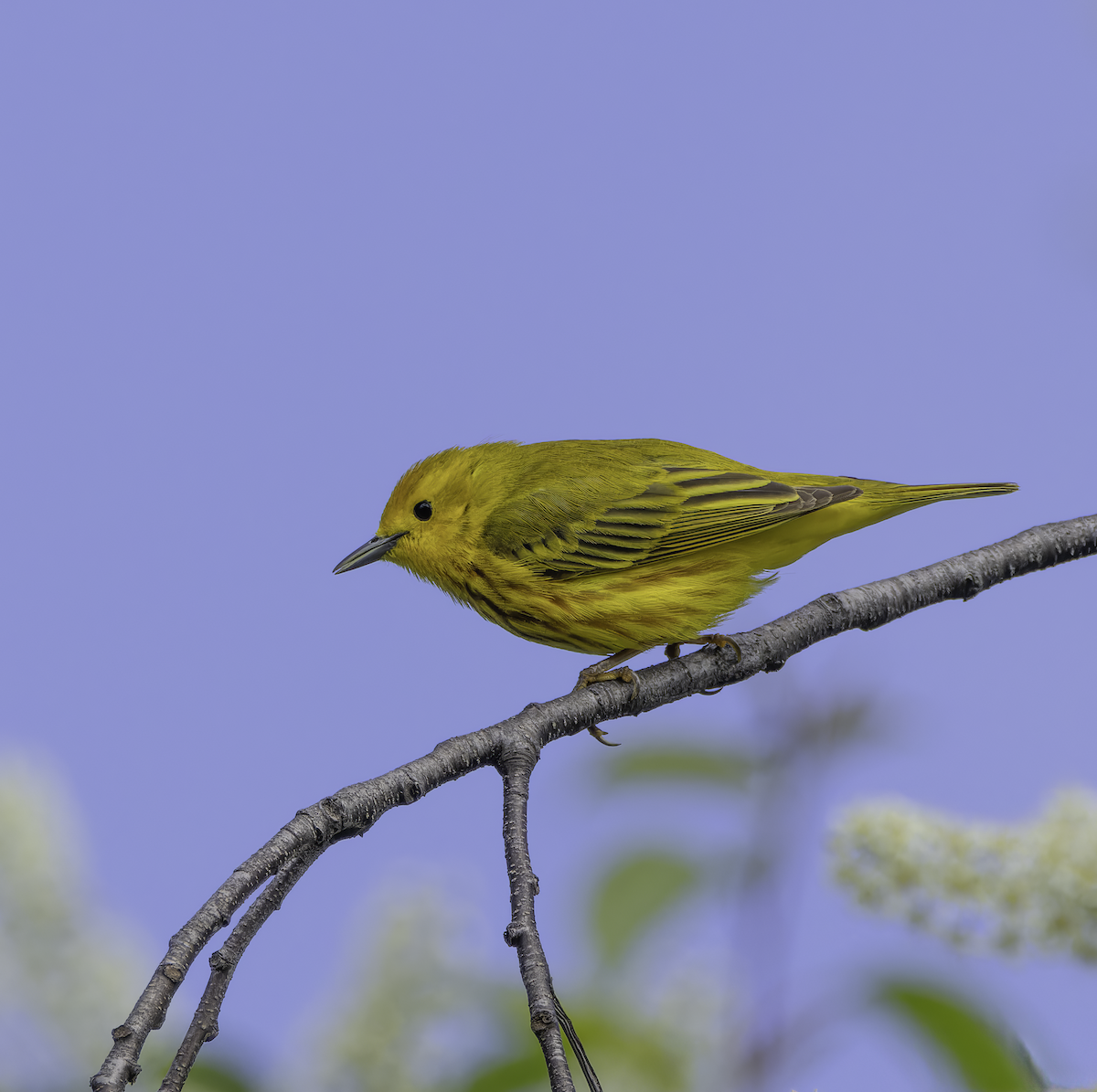 Yellow Warbler - Marisa Hernandez