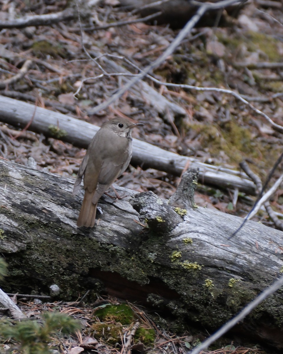 Hermit Thrush - ML619369409