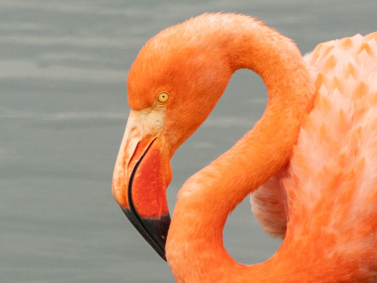 American Flamingo - ML619369423