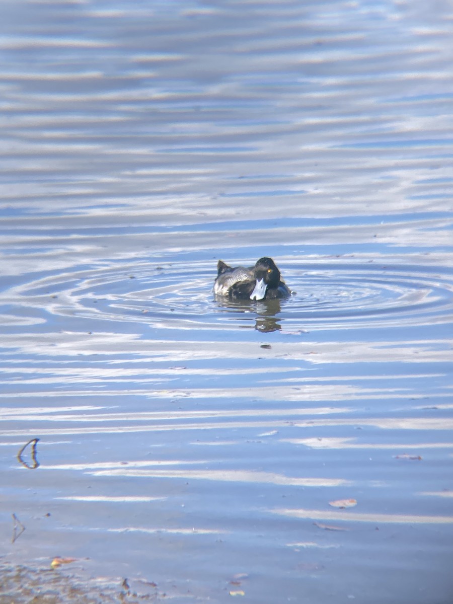 Lesser Scaup - ML619369429