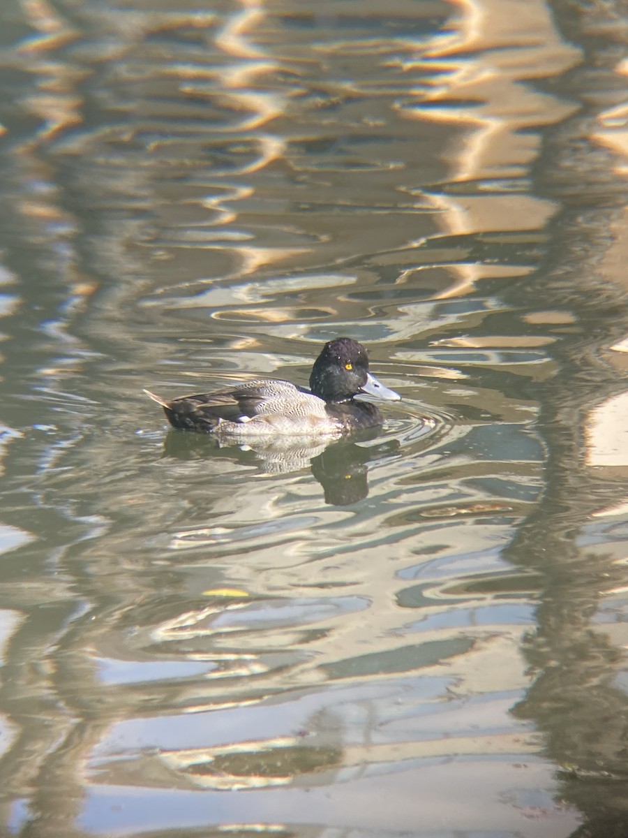 Lesser Scaup - ML619369430