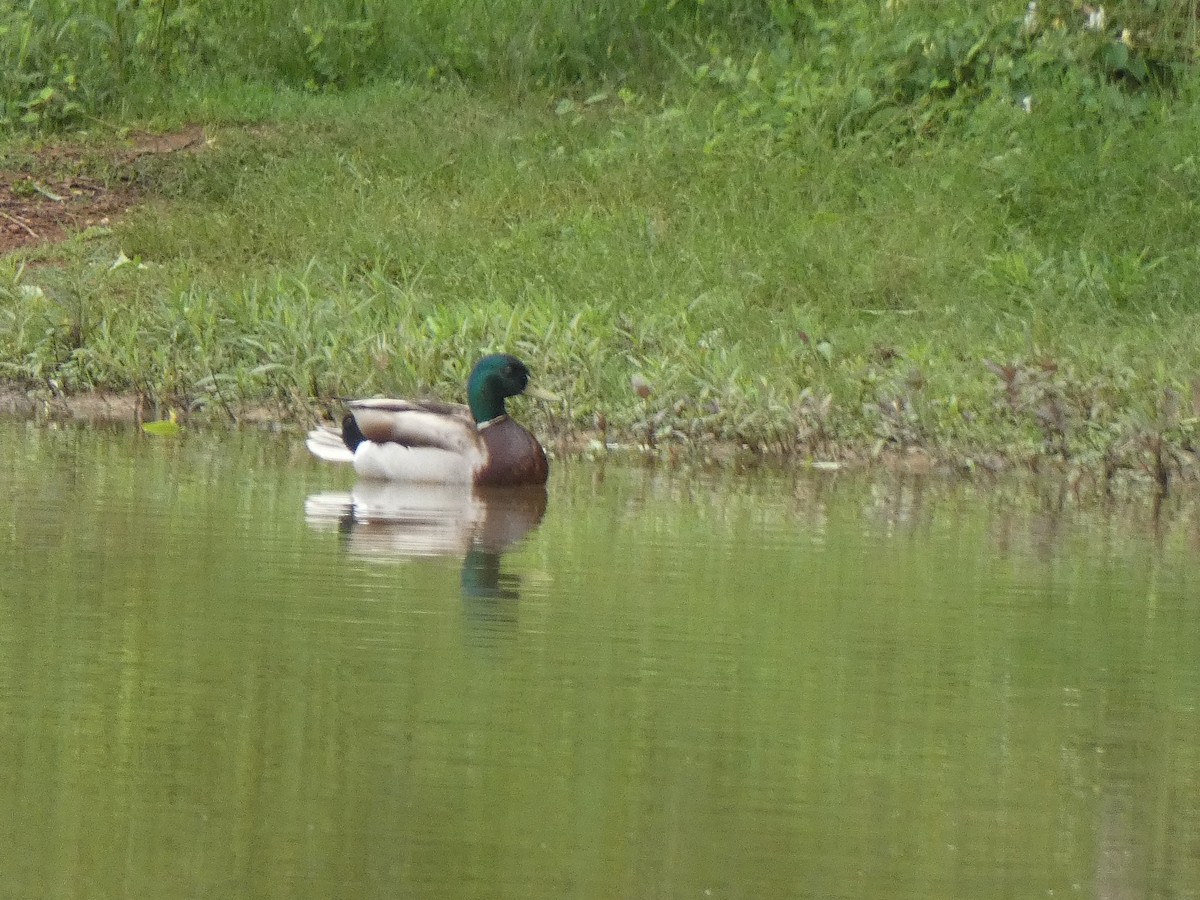 Mallard - Connee Chandler