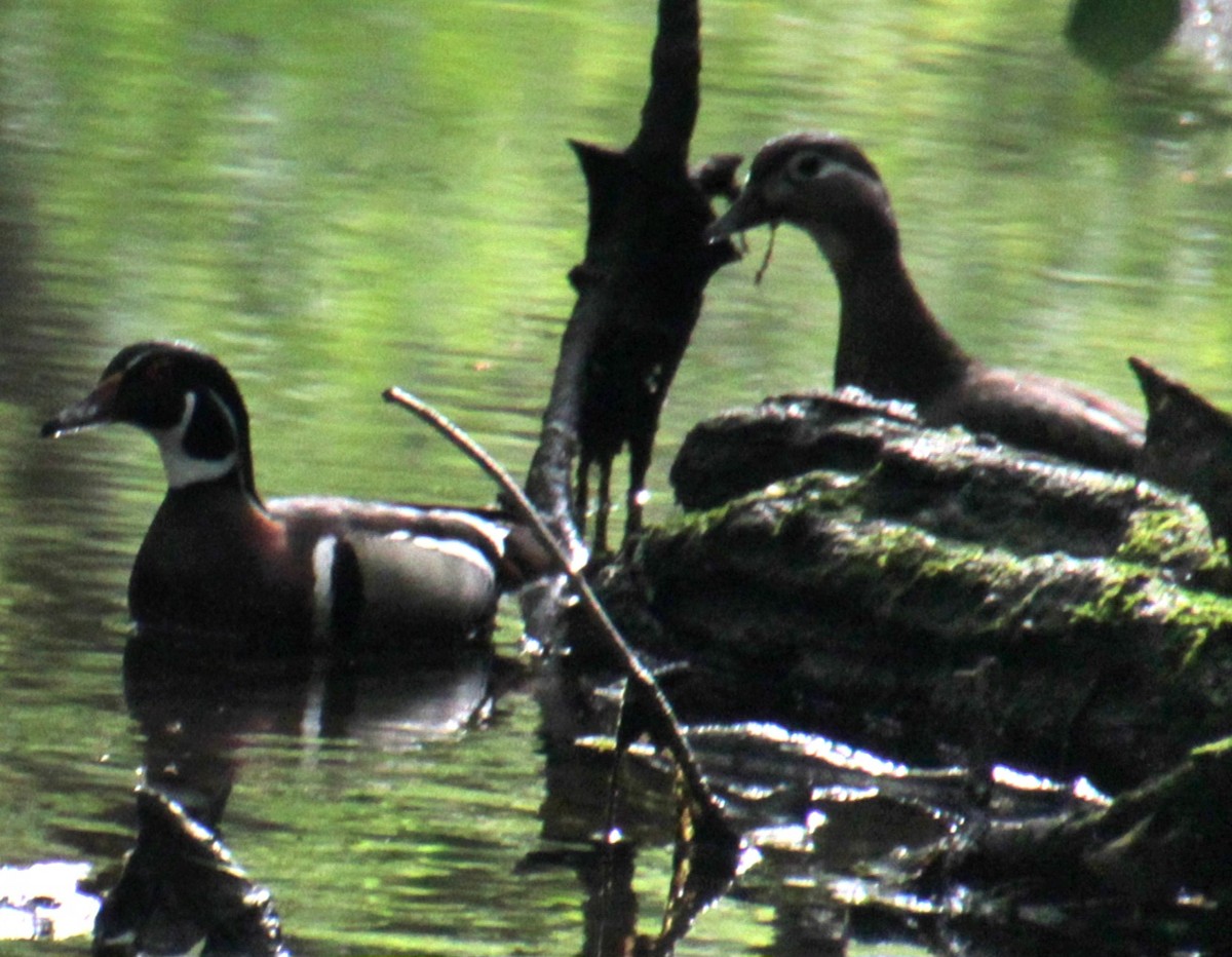 Wood Duck - Samuel Harris