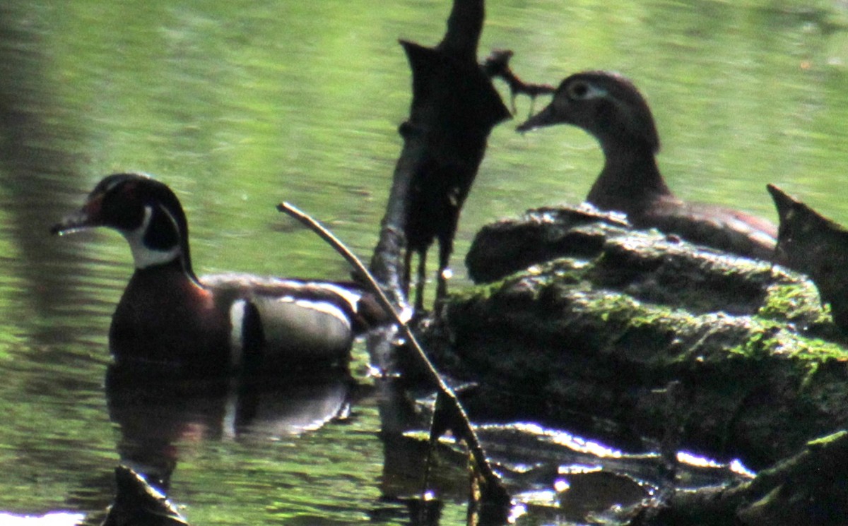 Wood Duck - Samuel Harris