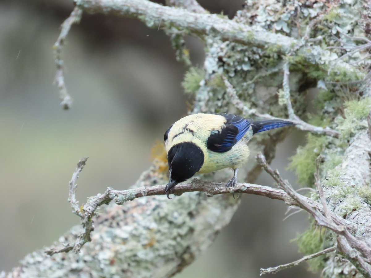 Black-headed Tanager - ML619369470