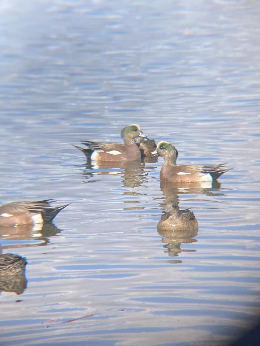 American Wigeon - ML619369496