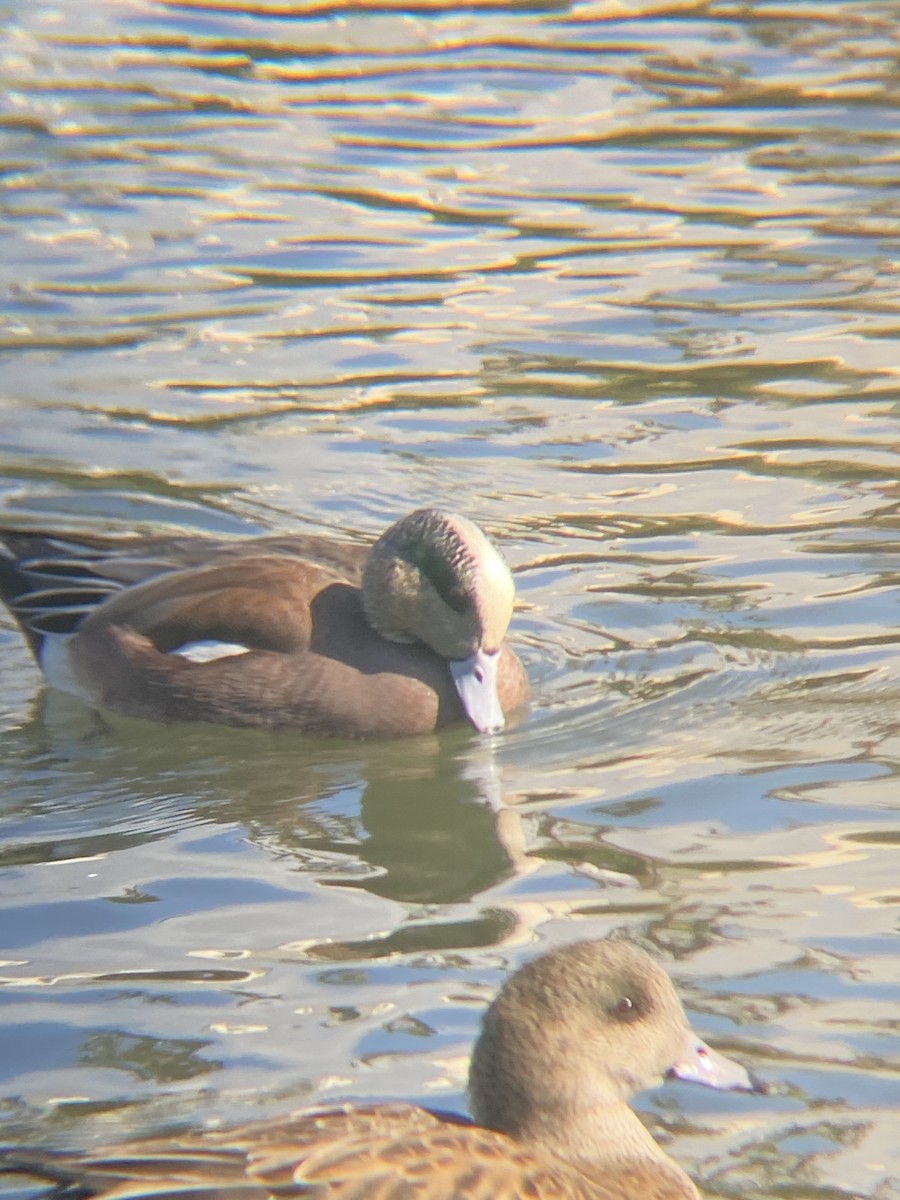 American Wigeon - ML619369497