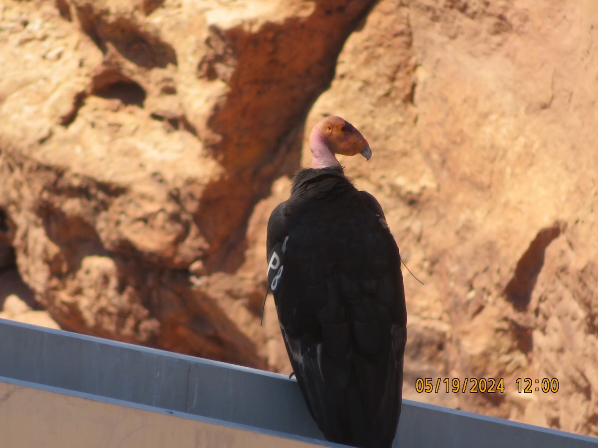 California Condor - Anonymous