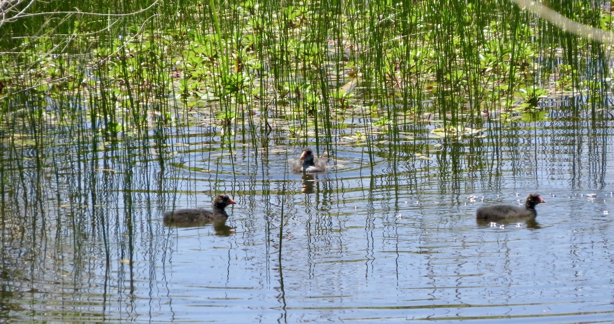 American Coot - Dawn Zappone