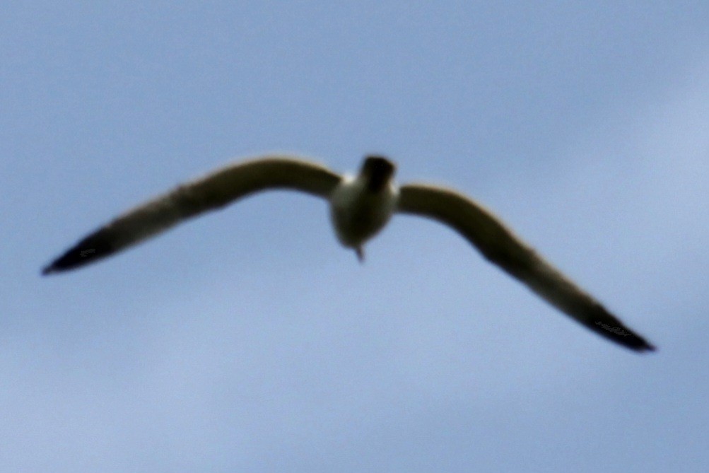 Делавэрская чайка - ML619369550