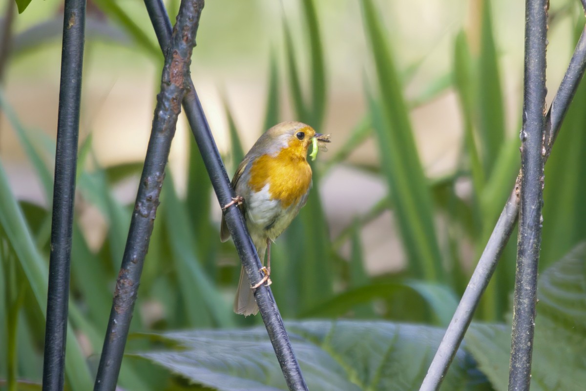 European Robin - Gareth Bowes