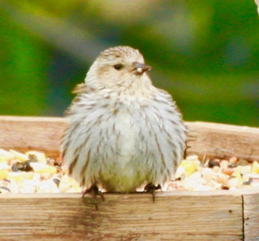 Pine Siskin - Renee Coon