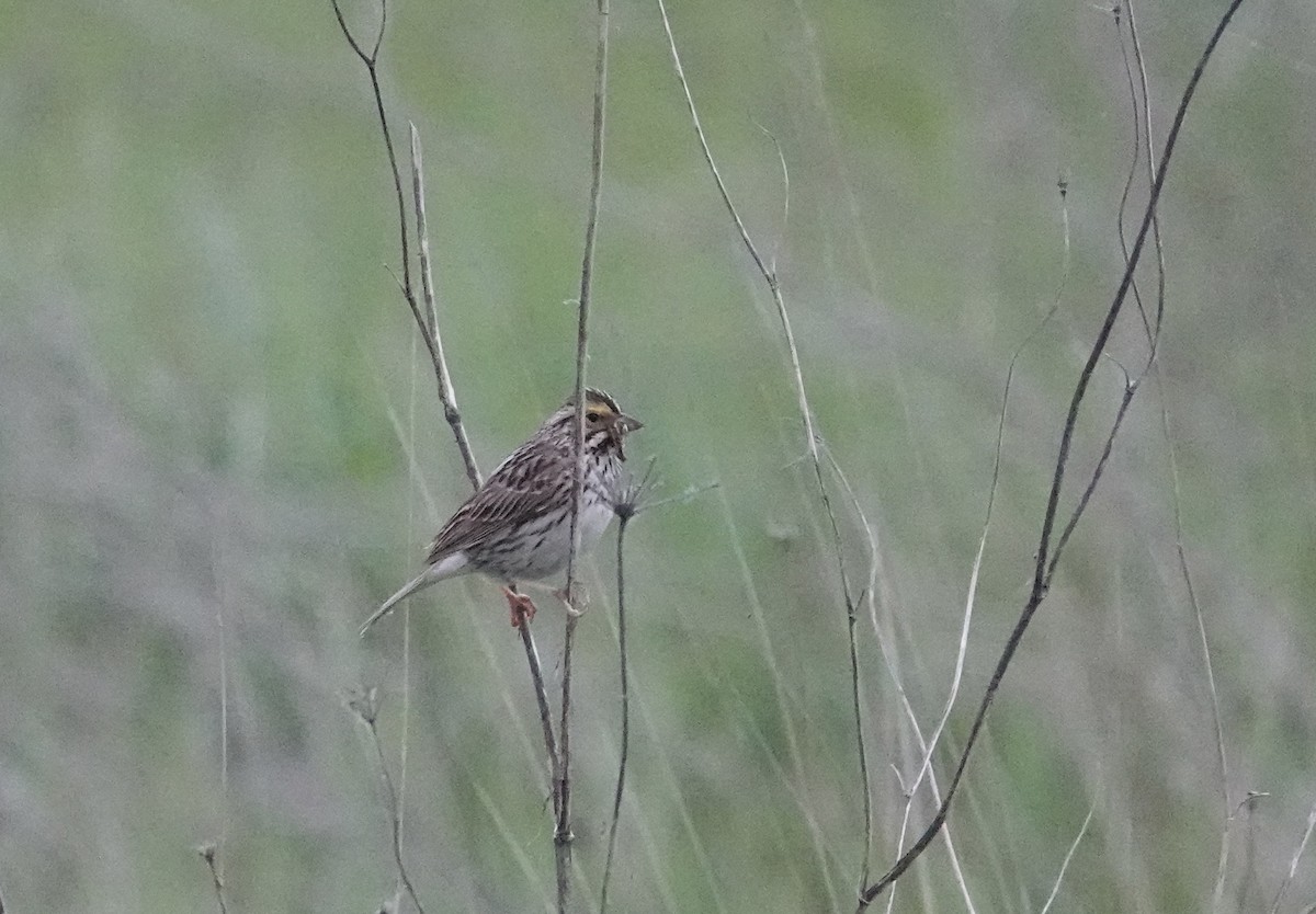 Savannah Sparrow - Derrick & Bettina Murphy