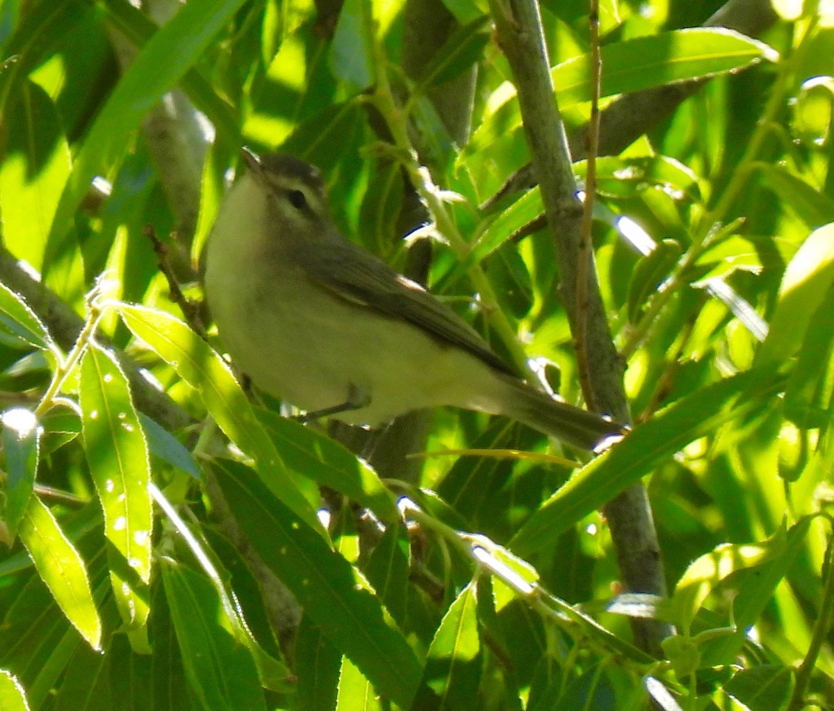 Warbling Vireo - Sue Bernstein