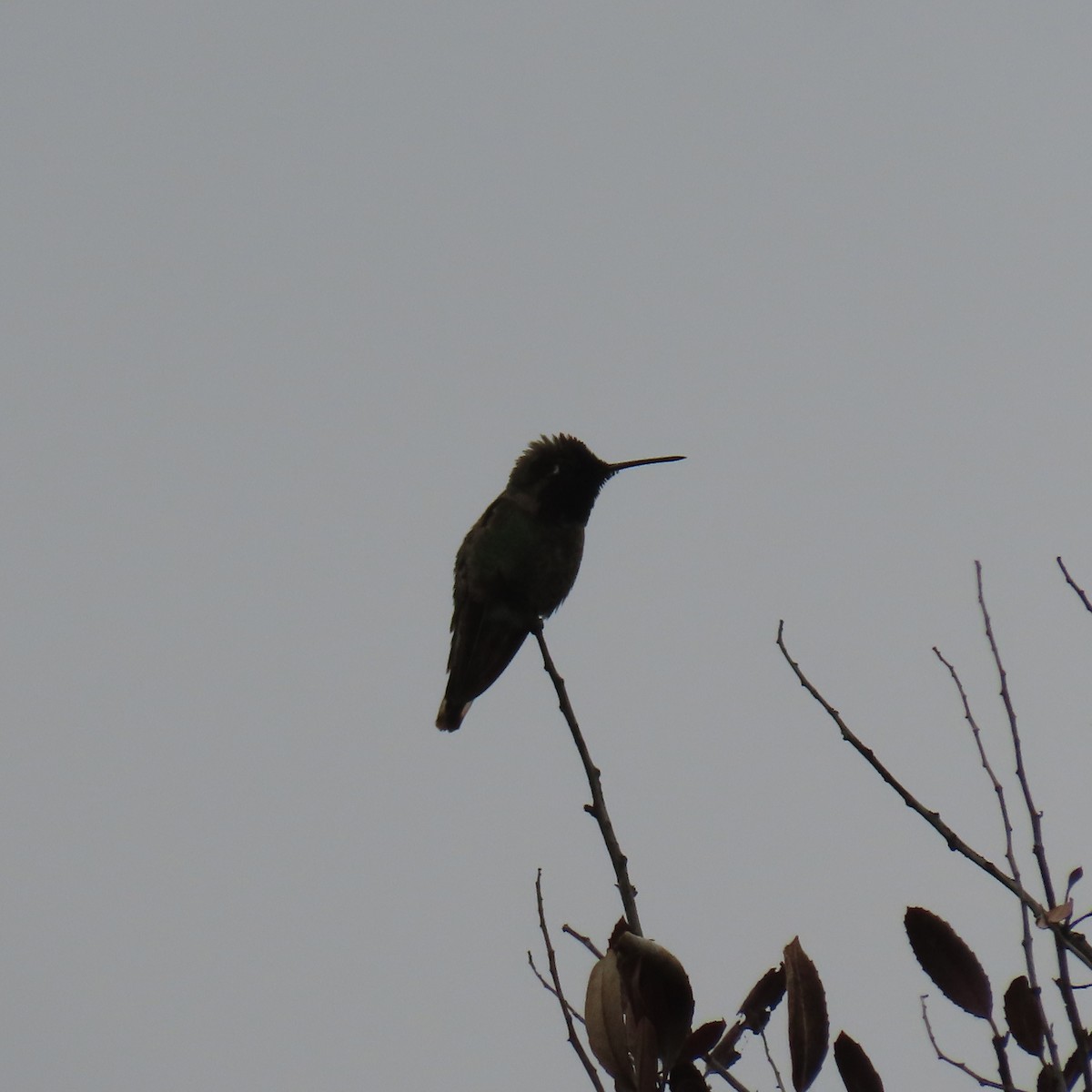 Costa's Hummingbird - ML619369599