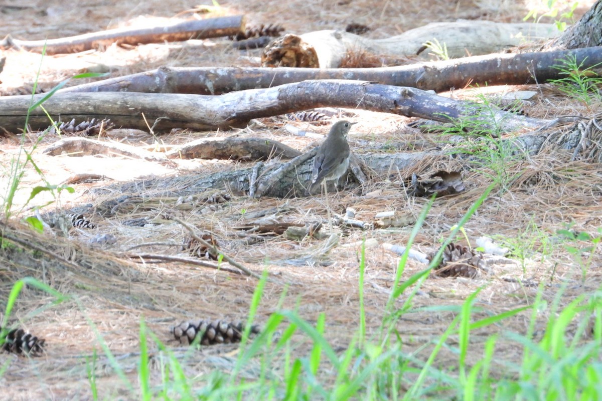 Swainson's Thrush - Marc antoine Lafrance