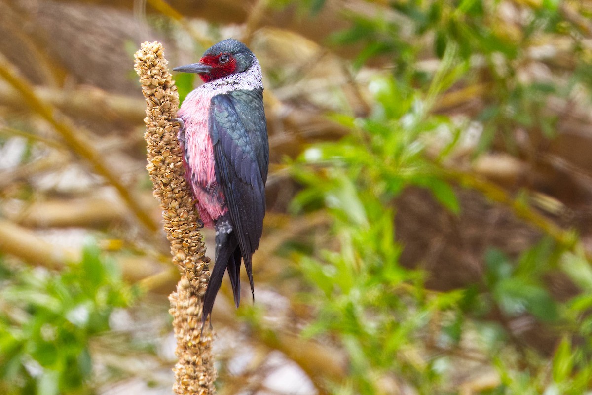 Lewis's Woodpecker - Steve Parker