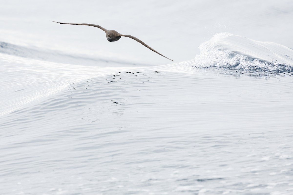 Sooty Shearwater - Tommy Quarles