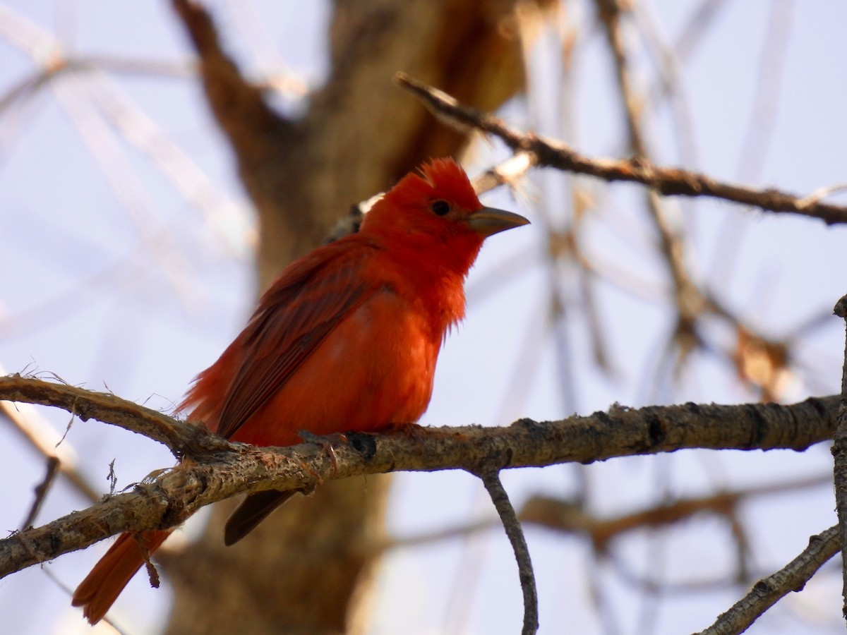 Summer Tanager - Sue Bernstein