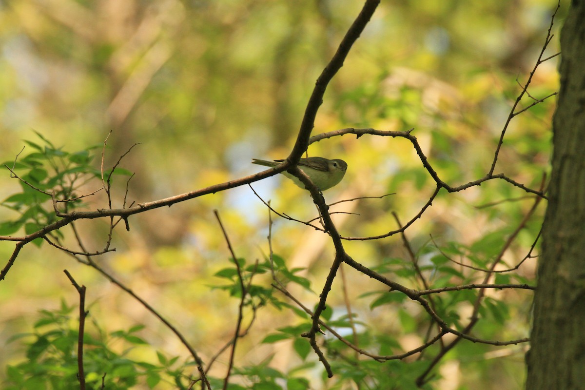 Warbling Vireo - Paul Miller