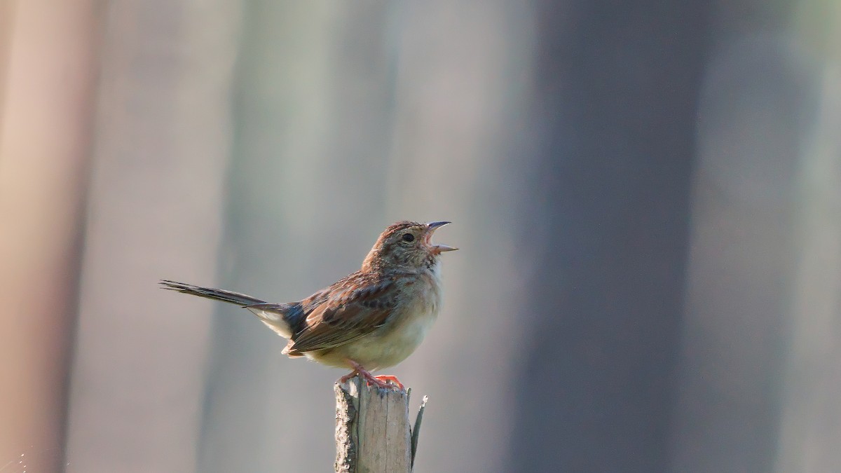 Bachman's Sparrow - Gary and Judy Streeter