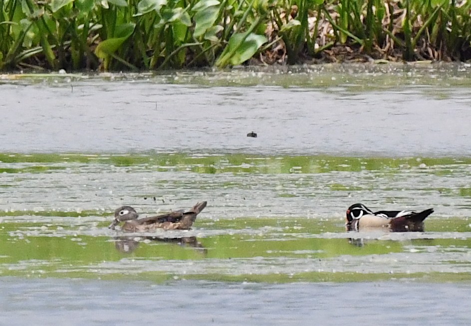 Wood Duck - ML619369668