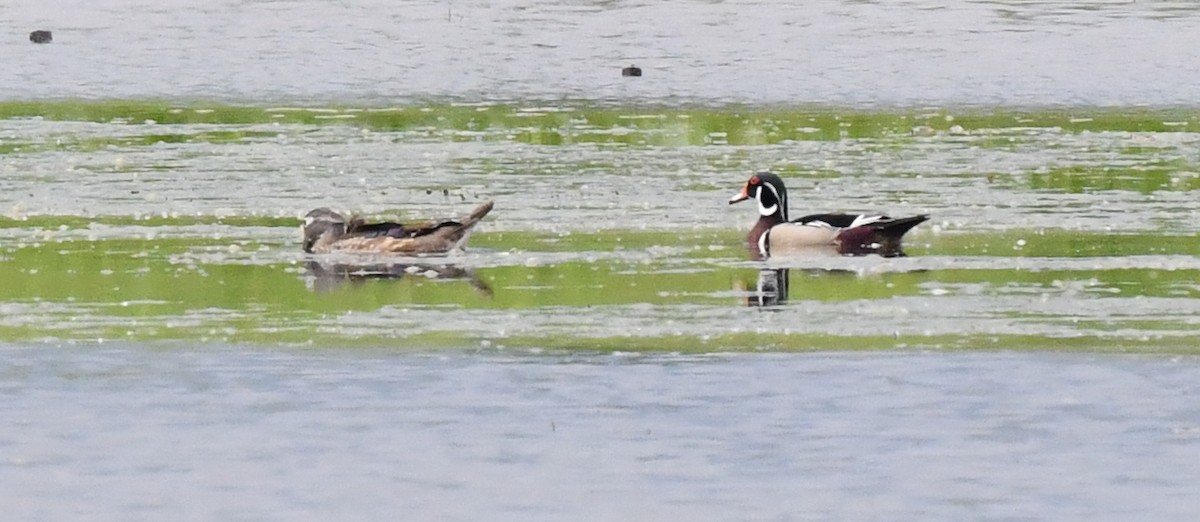 Wood Duck - ML619369670