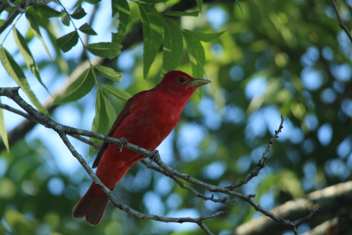 Summer Tanager - ML619369672