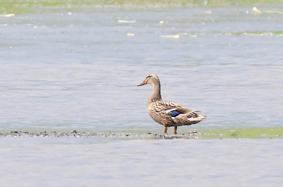 Canard colvert - ML619369674