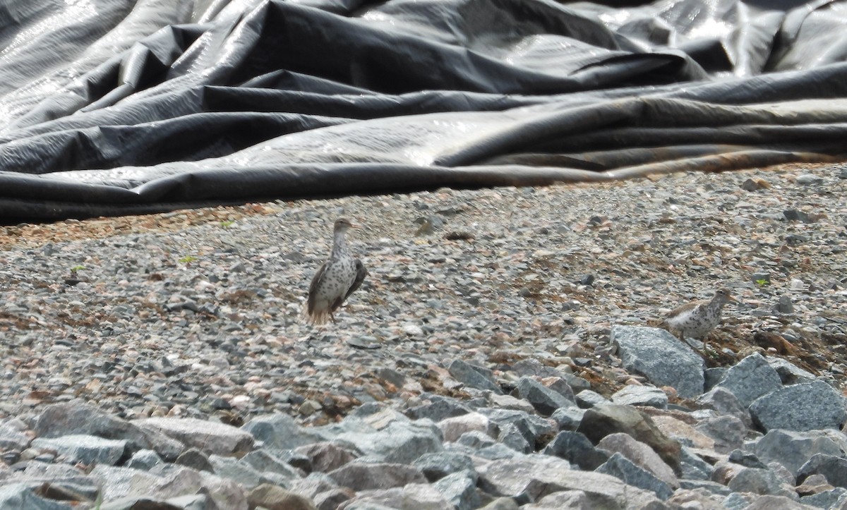 Spotted Sandpiper - Nicole St-Amant