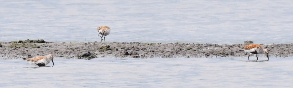 Dunlin - Kristen Cart