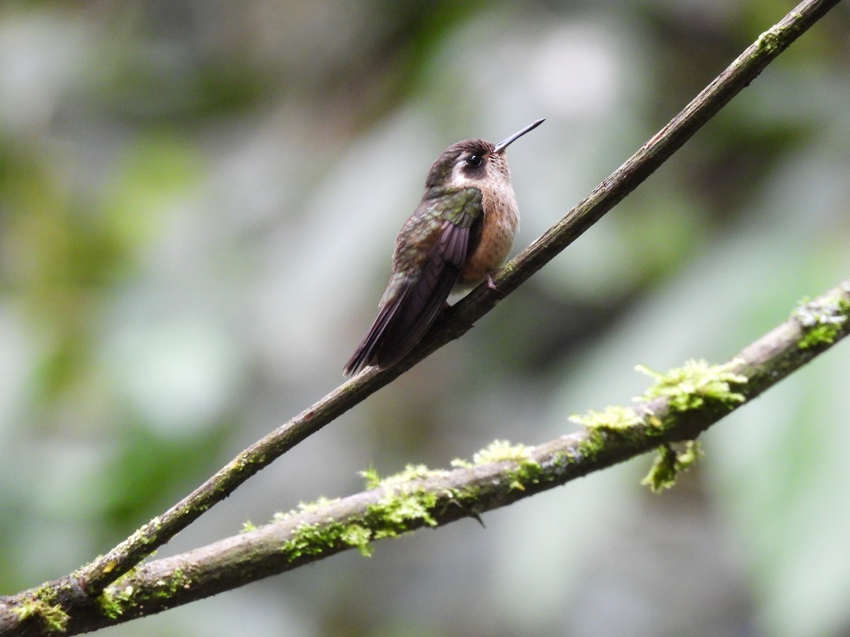 Speckled Hummingbird - Carmen  Andrade