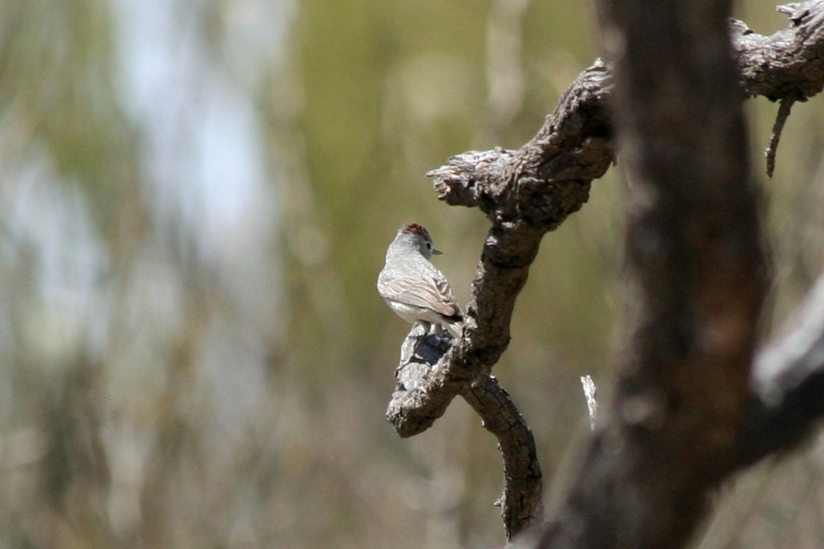 Lucy's Warbler - Nancy Davis