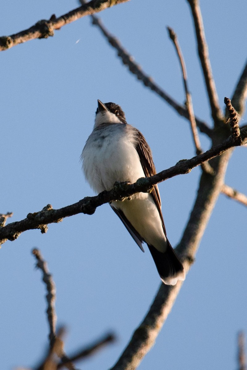 Eastern Kingbird - Luc Girard