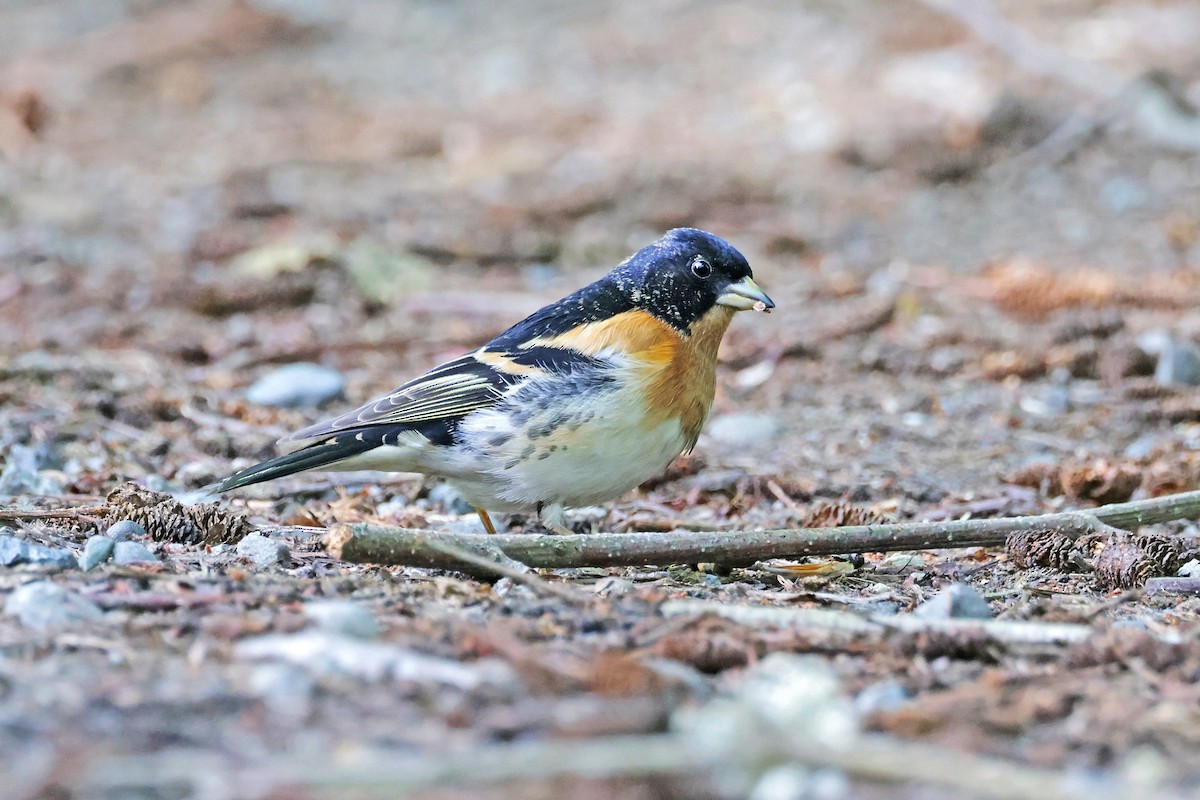 Brambling - Nathan Wall