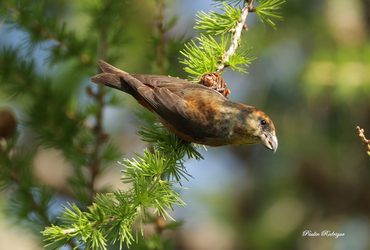 Red Crossbill - Paulin Rodrigue