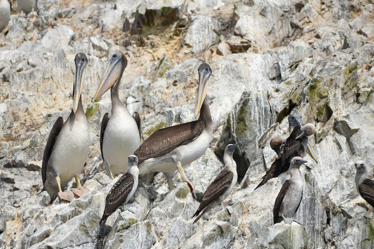 Peruvian Pelican - ML619369757