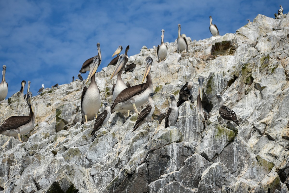 Peruvian Pelican - Eric Konkol