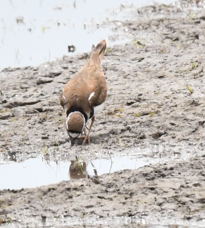 Killdeer - Kristen Cart