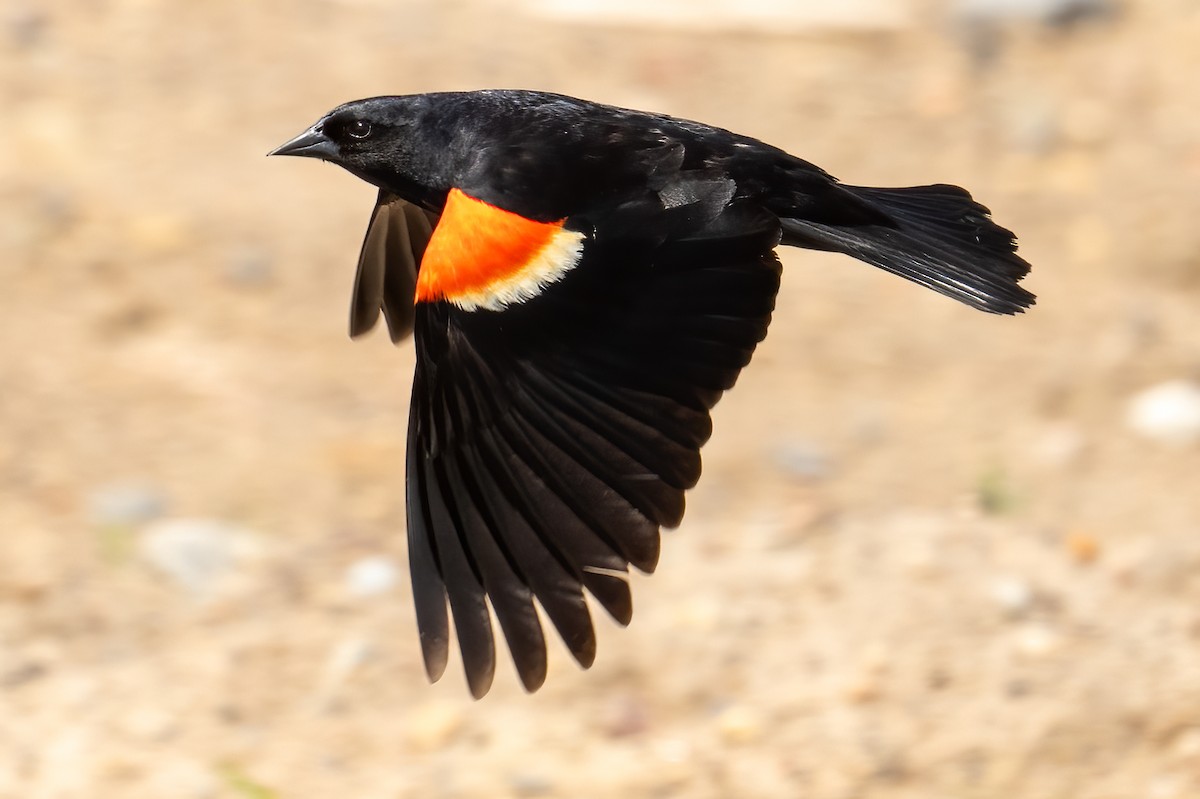 Red-winged Blackbird - Richard Gotz