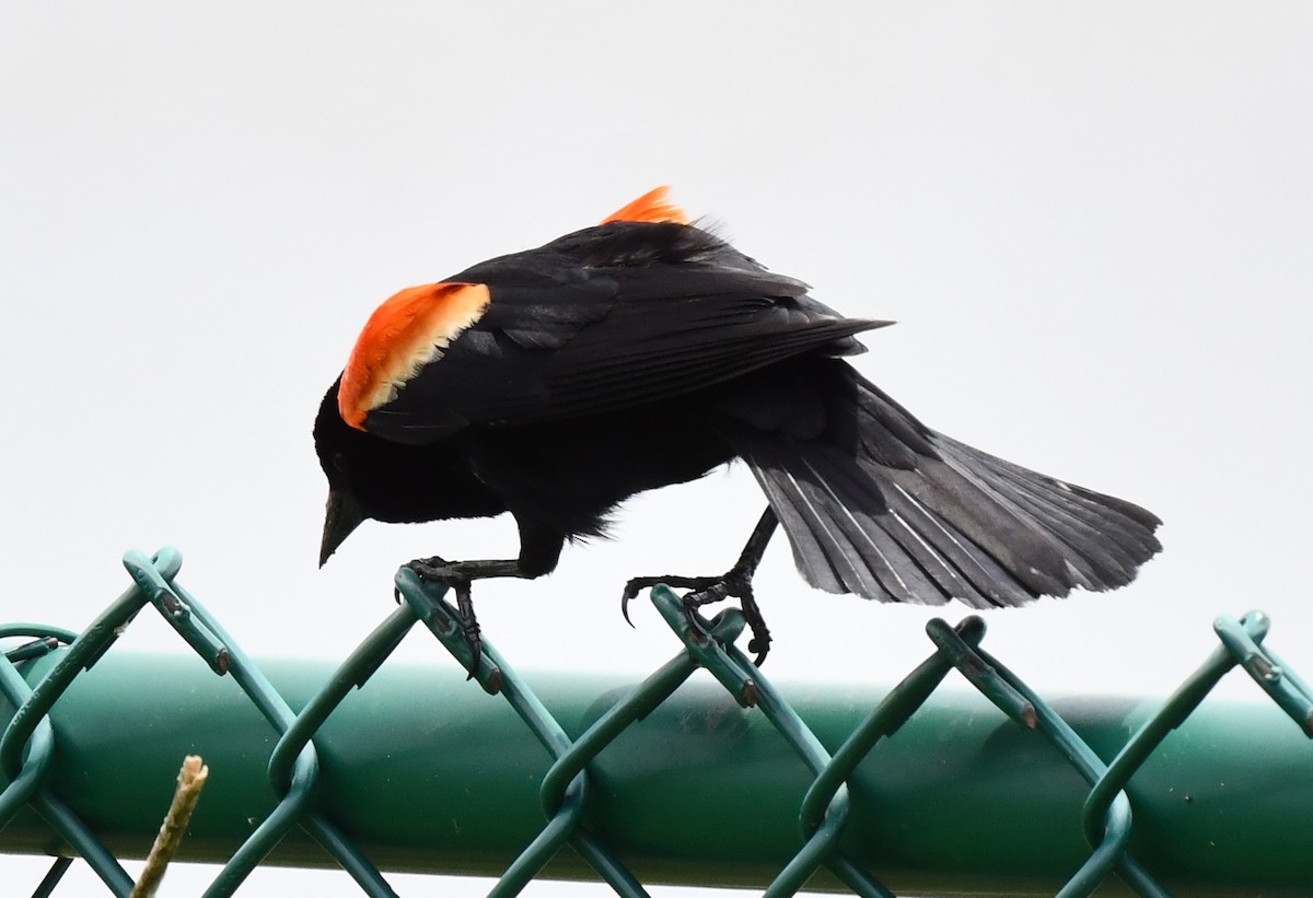 Red-winged Blackbird - Kristen Cart