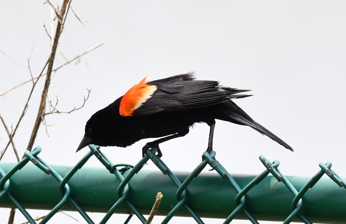 Red-winged Blackbird - Kristen Cart