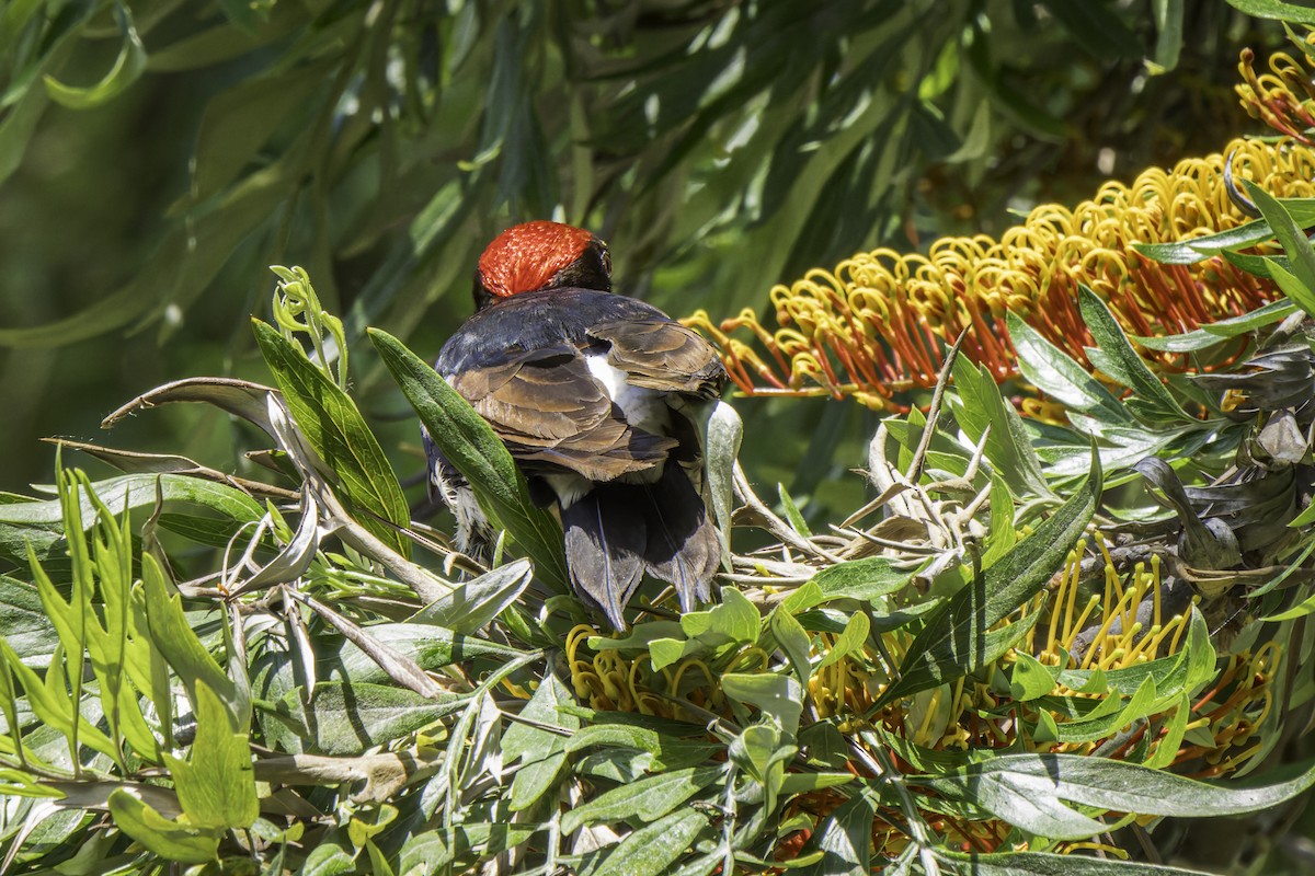 Acorn Woodpecker - Gordon Norman