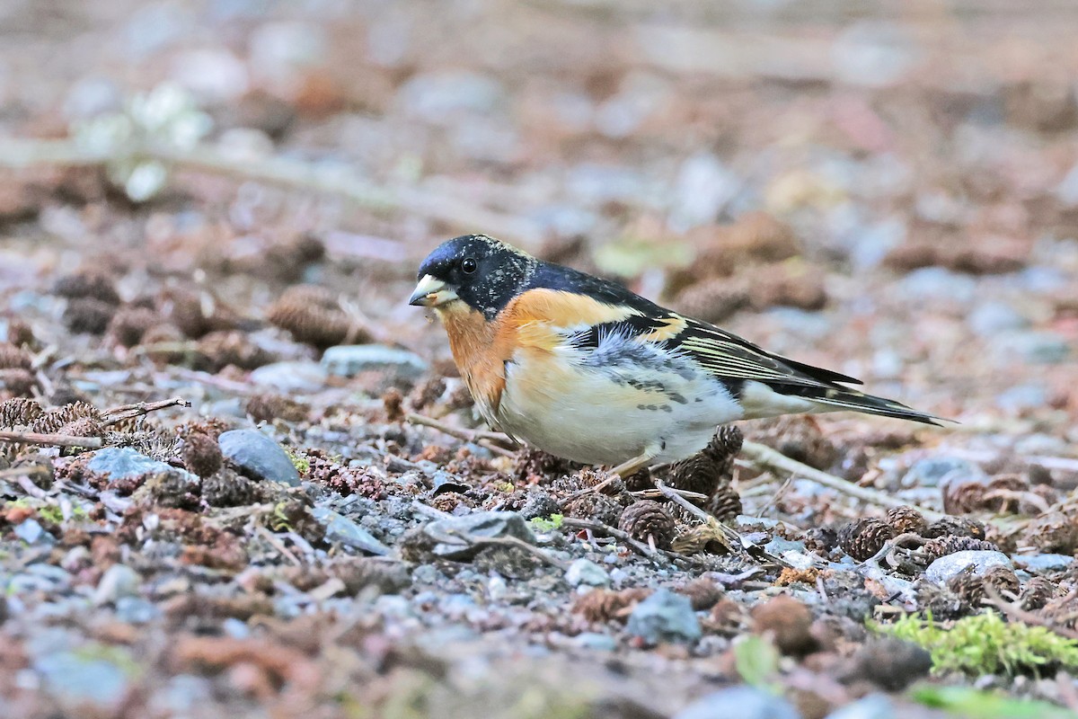 Brambling - Nathan Wall