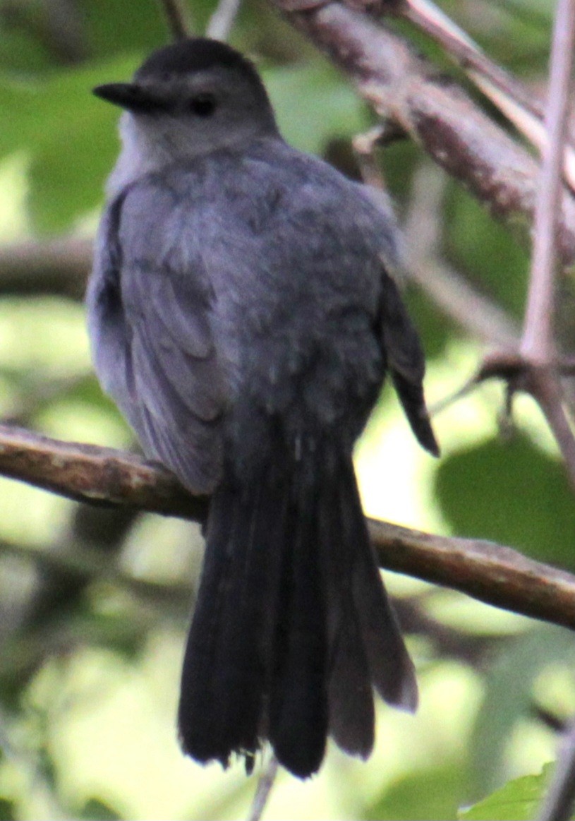 Gray Catbird - Samuel Harris