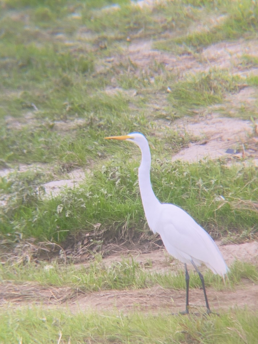 Great Egret - Tori R.