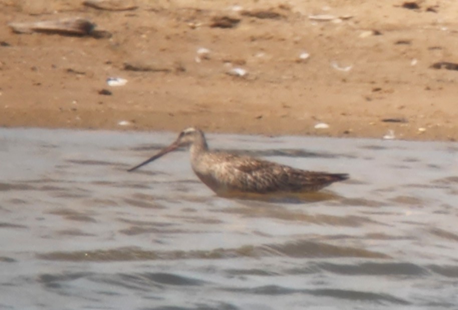 Marbled Godwit - ML619369836